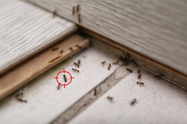 Reliable Ackerman, MS Pest Control Solutions