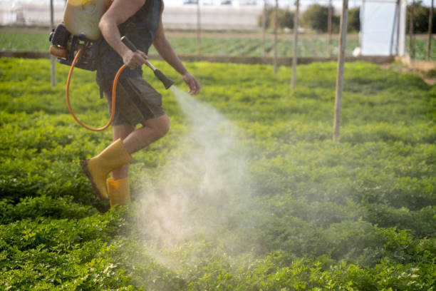 Best Mosquito Control Services  in Ackerman, MS